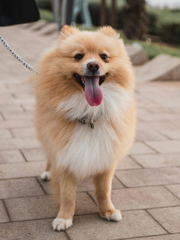 pexels-deo-master-706153629-18218159